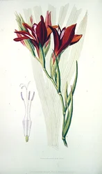 Gladiolus: (Red) from 
